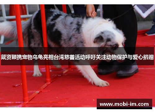 戴资颖携宠物乌龟亮相台湾慈善活动呼吁关注动物保护与爱心捐赠